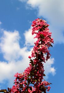 Flower blossom pink