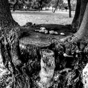 Stone Sacrifice Offered to the Tree by Someone in Psychiatric Hospital B&W photo