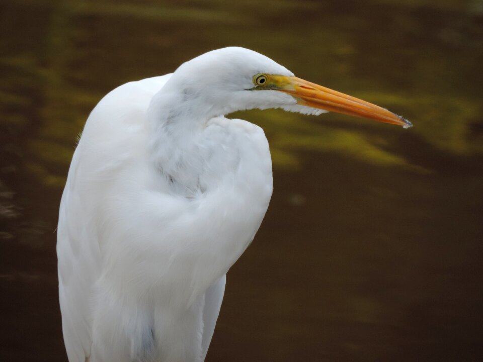 Nature heron bird