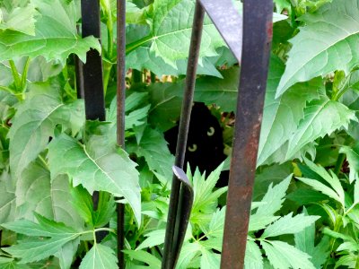 black cat