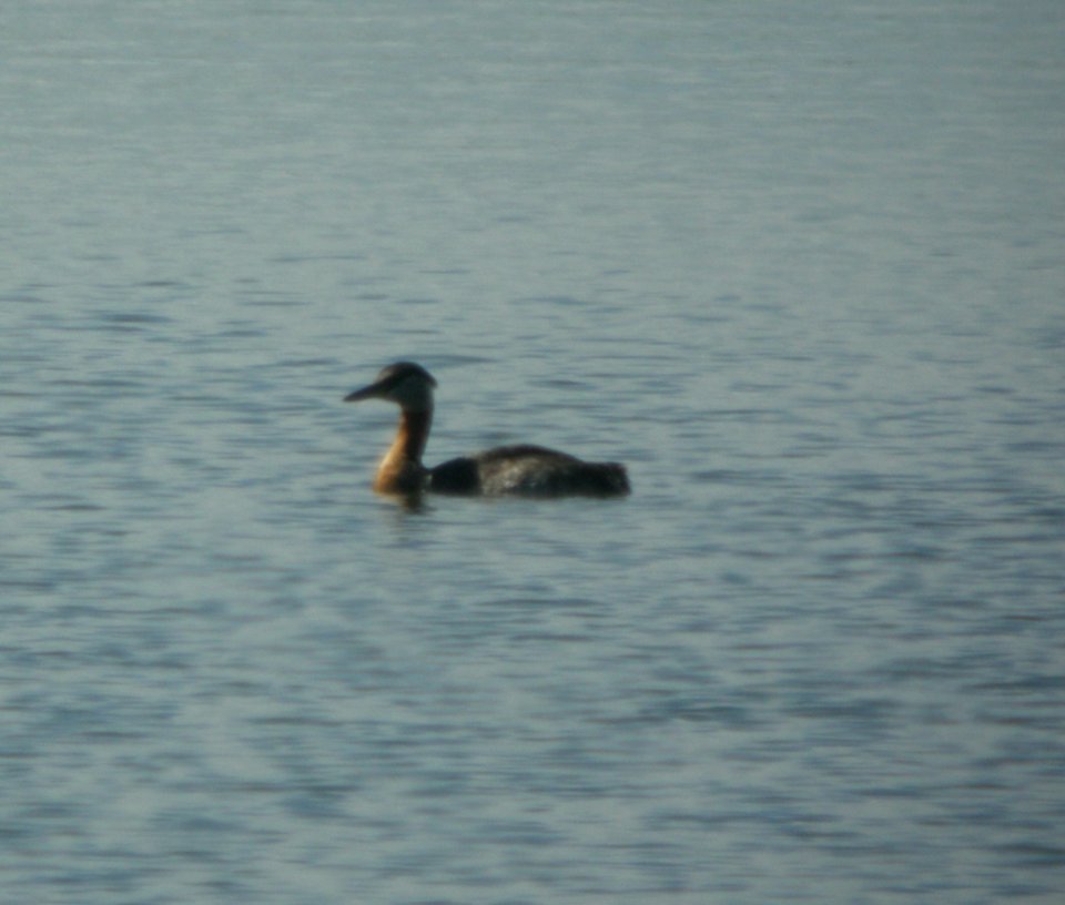 DSCN2183 c Red-necked Grebe Cascade ID 6-22-10