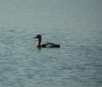 DSCN2183 c Red-necked Grebe Cascade ID 6-22-10