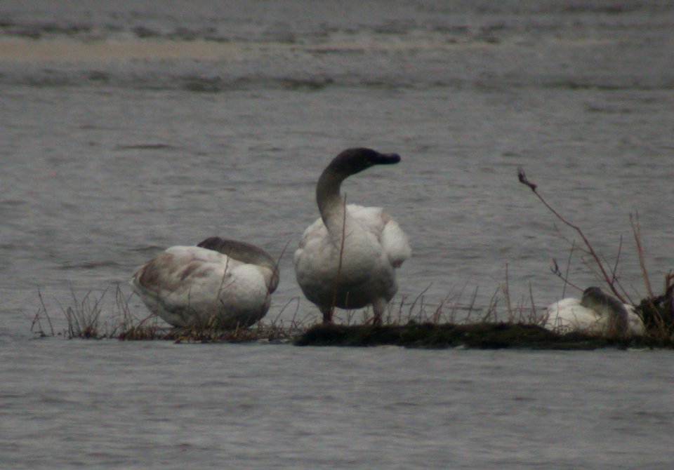 DSCN2581 Trumpeter Swan KRSP Bourbonnais IL 1-1-06
