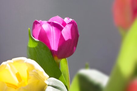 Macro nature flowers photo