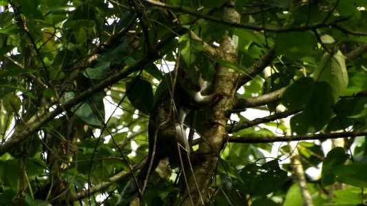 Fauna PANACOMA Comayagua Honduras