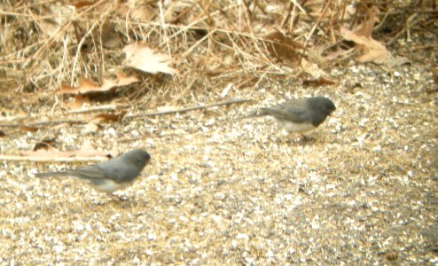 DSCN2827 c Dark-eyed Junco (Cassiar) Kankakee IL 3-22-2014 (Photo thru bins) photo