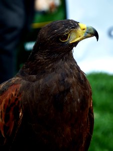 Harris's Hawk 1 photo