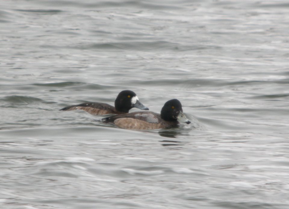 DSCN2310 c Greater Scaup Kankakee Co IL 2-15-2014