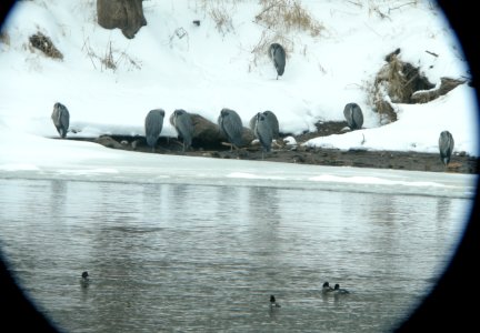 DSCN1977 c Great Blue Heron Kankakee Co IL 2-2-2014