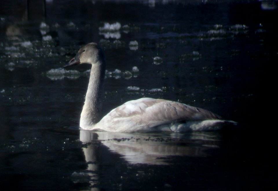 DSCN2397 Trumpeter Swan D Juv Perry Farm Bourbonnais IL 12-21-05