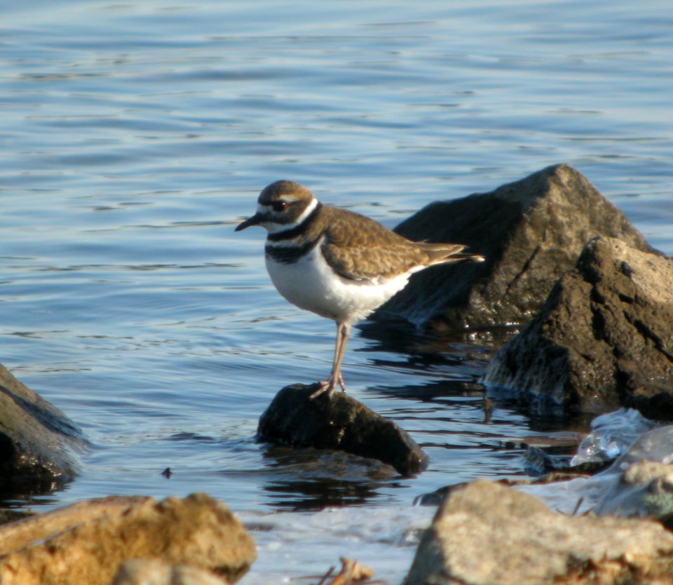 DSCN1052 c Killdeer Kankakee Co IL 11-30-2013
