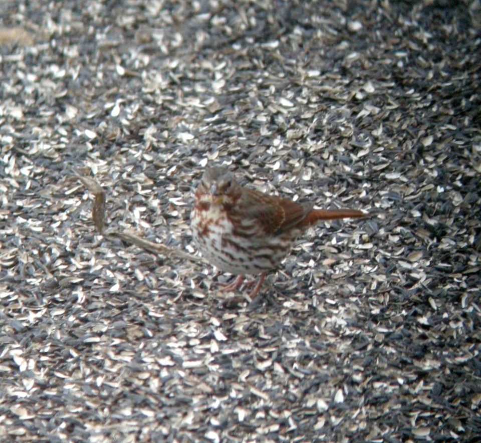 DSCN0642 c Fox Sparrow Kankakee IL 2-24-2014 (Photo thru Bins)