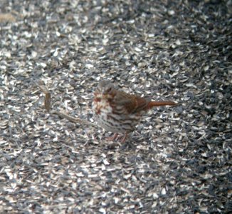 DSCN0642 c Fox Sparrow Kankakee IL 2-24-2014 (Photo thru Bins)