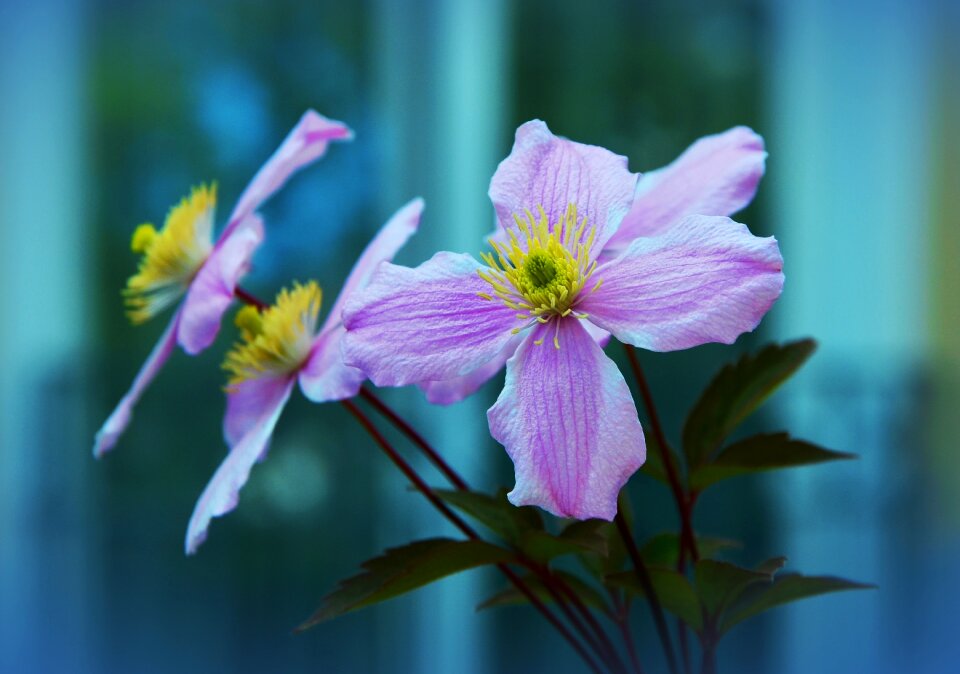 Flower pink flower garden