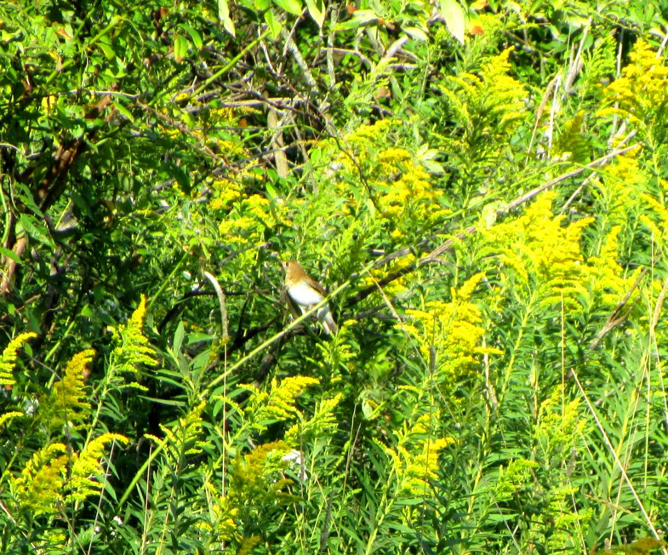 IMG 0113 c Veery  Bourbonnais IL 9-5-2014