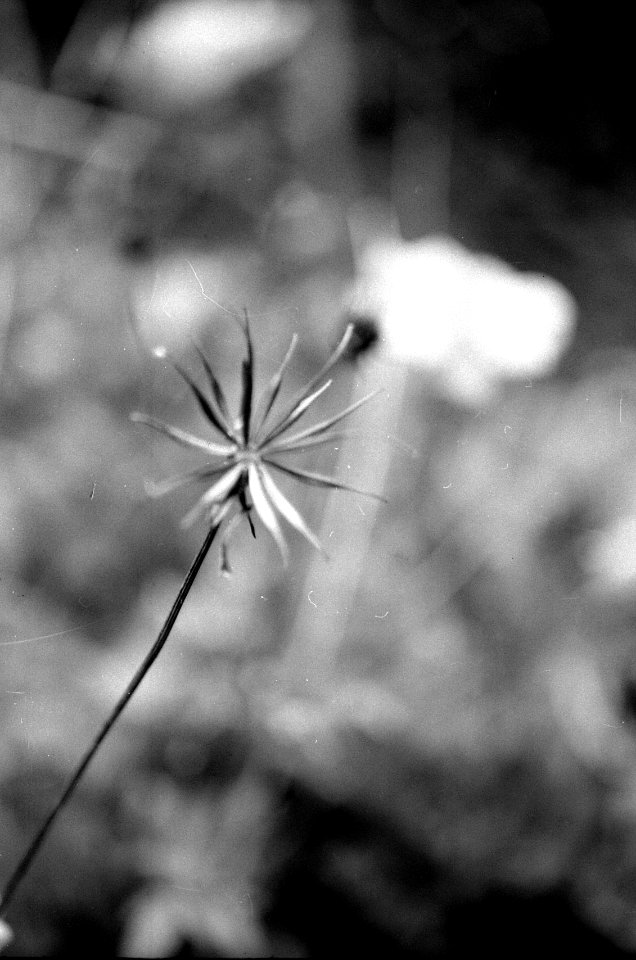Zenit 11 - Melancholy Garden 06