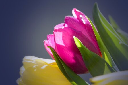 Macro nature flowers photo