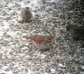 DSCN0511 c Fox Sparrow Kankakee Co IL 2-9-2014 (Photo thru Bins)