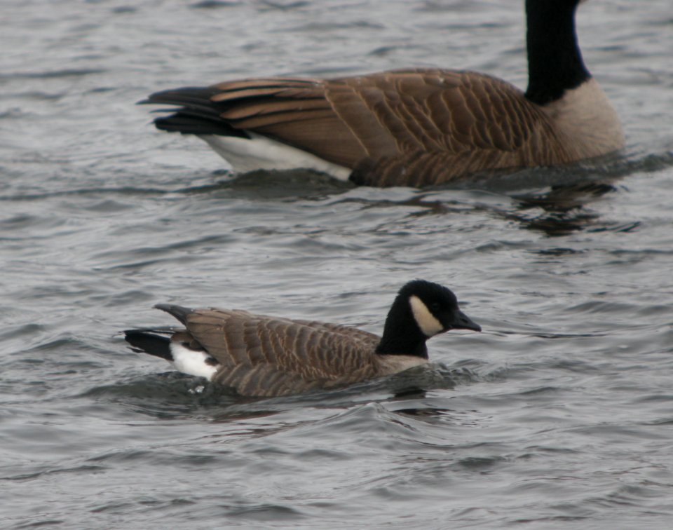 DSCN1206 c Cackling Goose Kankakee Co IL 12-15-2013