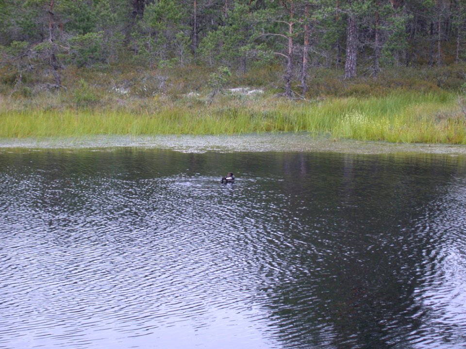 DSCN8293 ComGol Juv Viru Bog Estonia 7-26-07