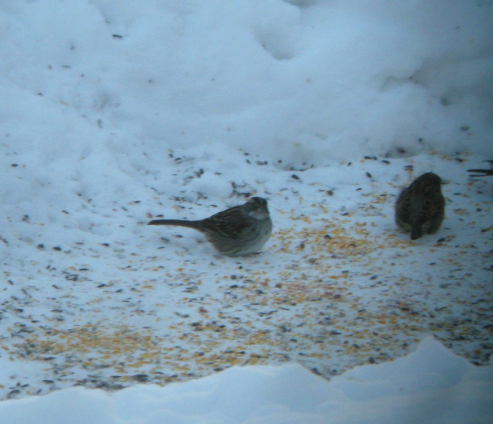 DSCN0545 c White-throated Sparrow  Kankakee Co IL 2-12-2014 (Photo thru Bins)