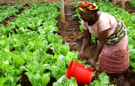 Africa tanzania plants