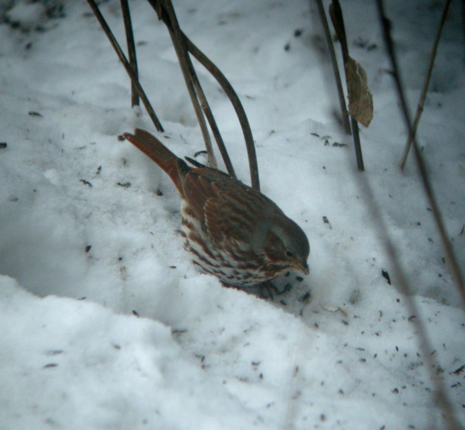 DSCN0473 c Fox Sparrow Kankakee Co IL 2-4-2014 (Photo thru Bins)
