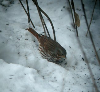 DSCN0473 c Fox Sparrow Kankakee Co IL 2-4-2014 (Photo thru Bins)