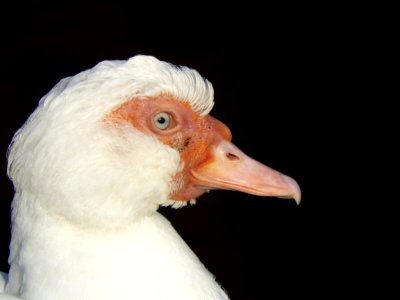 Male Duck 2
