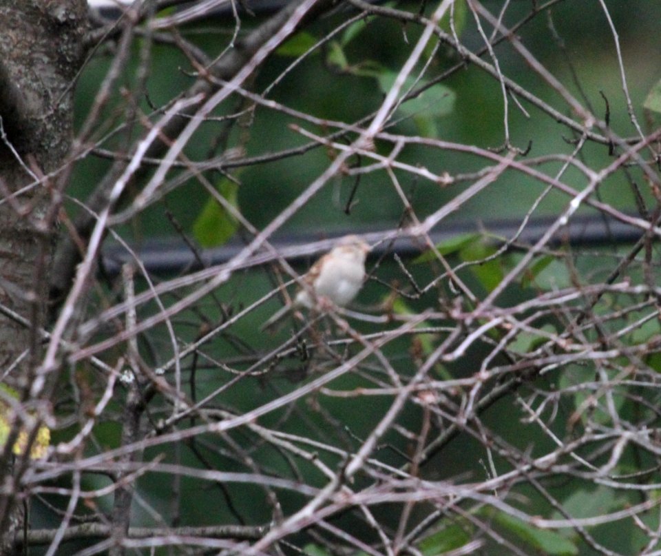 IMG 3280 c Chipping Sparrow Hse Kankakee IL 9-28-2015