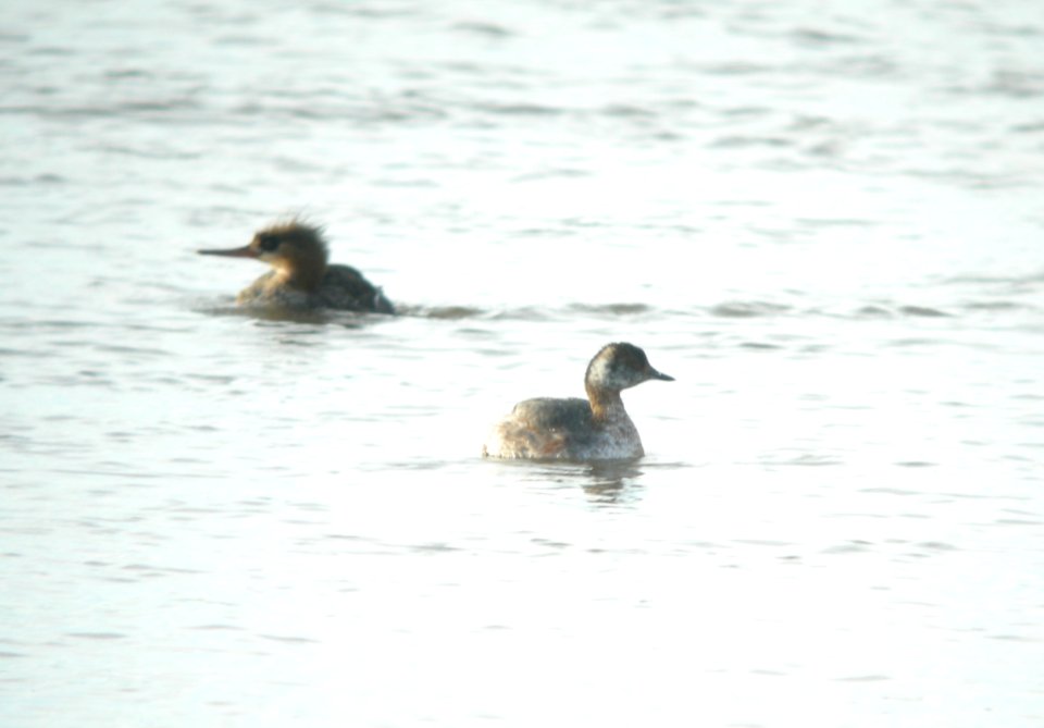 DSCN0763 c Red-breasted Merganser + Horned Grebe Kankakee IL 3-16-2014