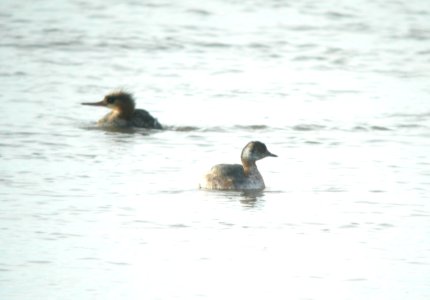 DSCN0763 c Red-breasted Merganser + Horned Grebe Kankakee IL 3-16-2014 photo