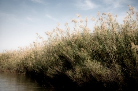 Marshland