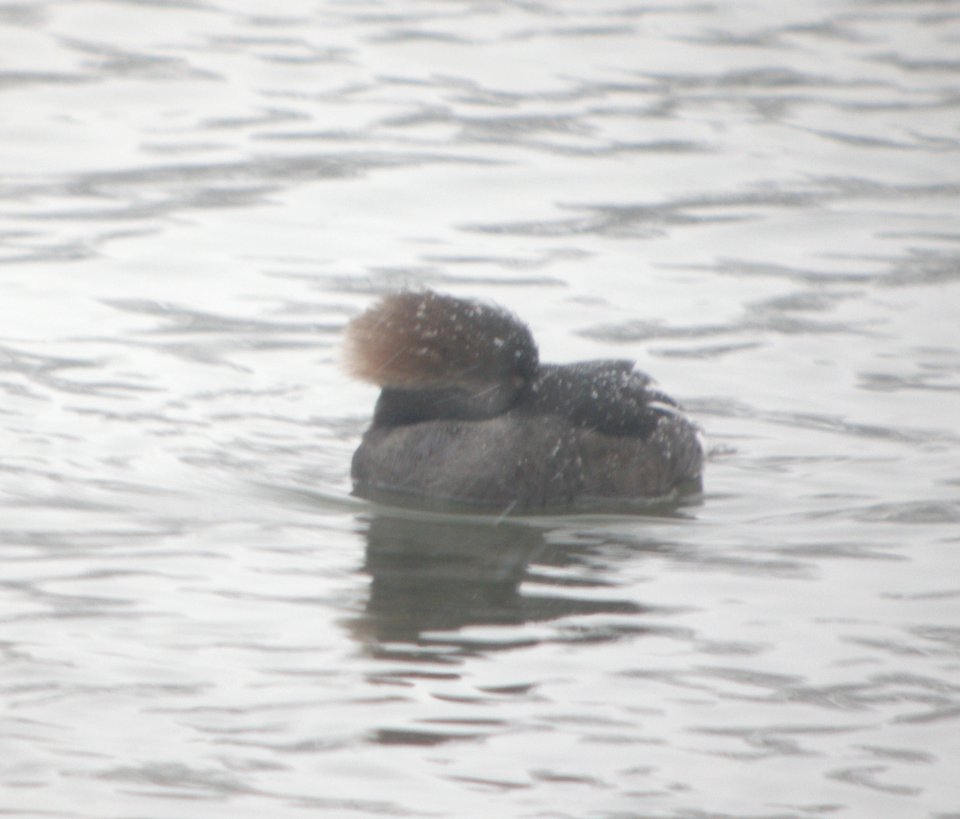 DSCN1164 c Hooded Merganser Kankakee Co IL 12-14-2013