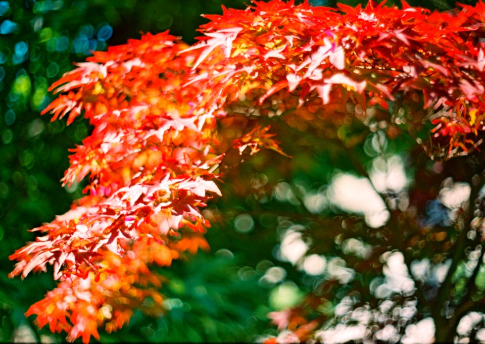 Praktica BC1 - Red-Blue Melancholy