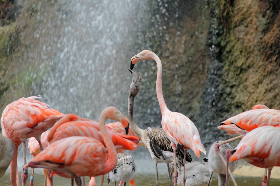 Animals animal family