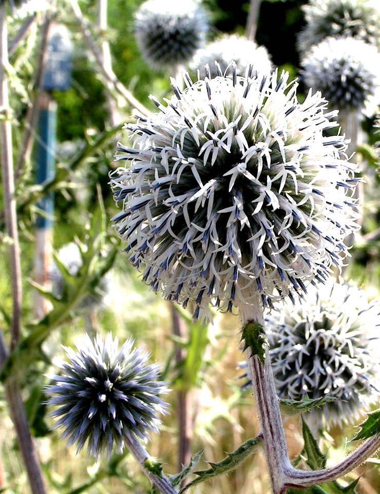 Echinops sphaerocephalus