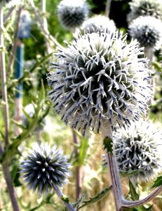 Echinops sphaerocephalus