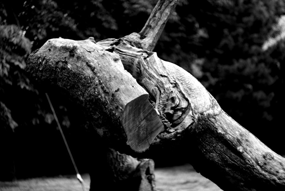 Sony Alpha A230 with Helios-44-2 - Wooden Beast (B&W)