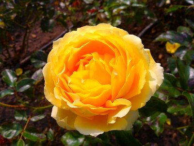 Plant garden yellow