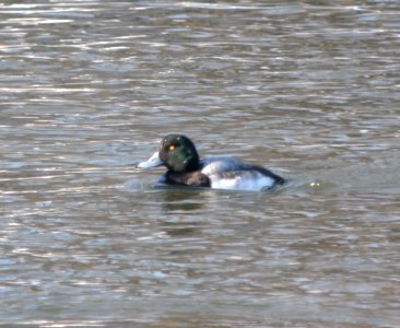 DSCN5399 c Greater Scaup  Kankakee IL 12-18-10