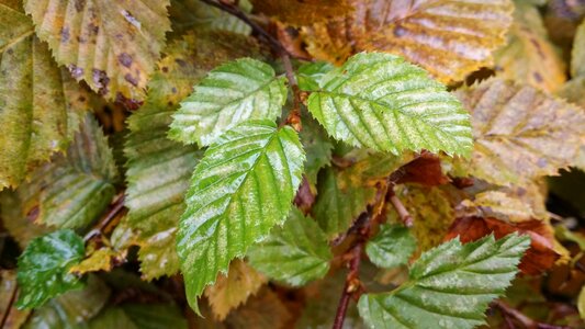 Leaves wet autumn photo