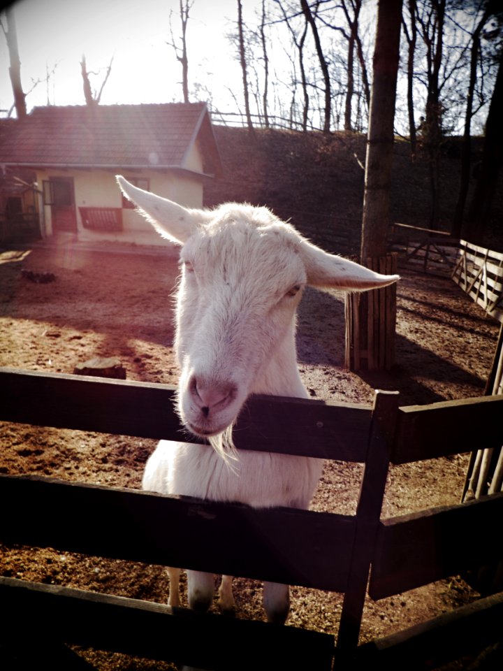 White Goat Portrait 3