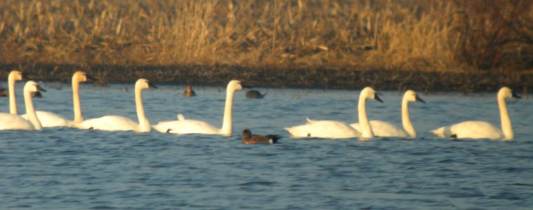 DSCN0800 c Tundra Swan TNC Kankakee Sands IN 3-21-2014