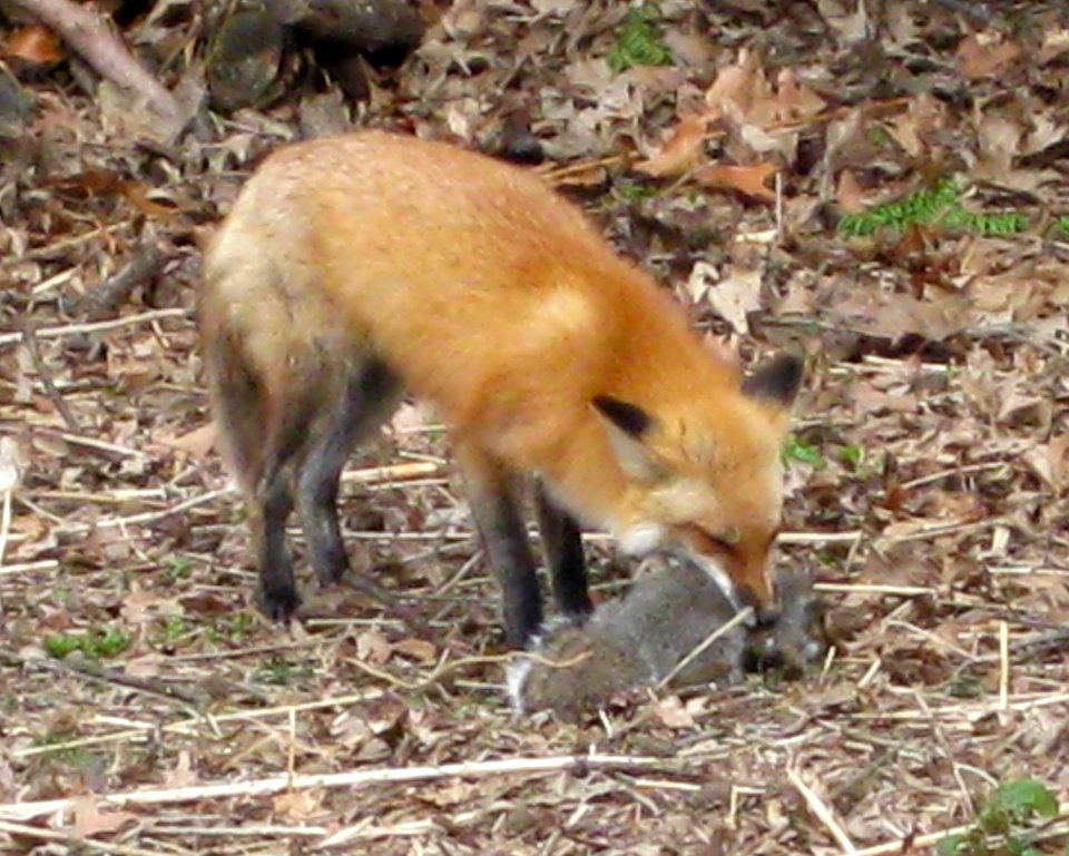 IMG 0606 c Red Fox Kankakee IL 4-10-09
