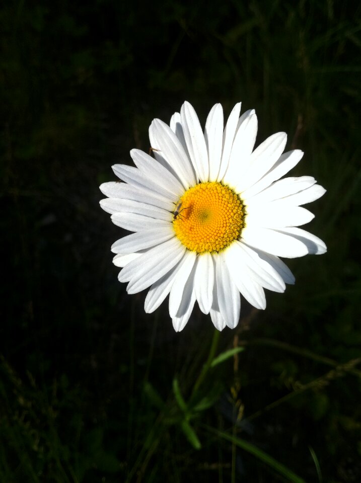 Yellow white flowers