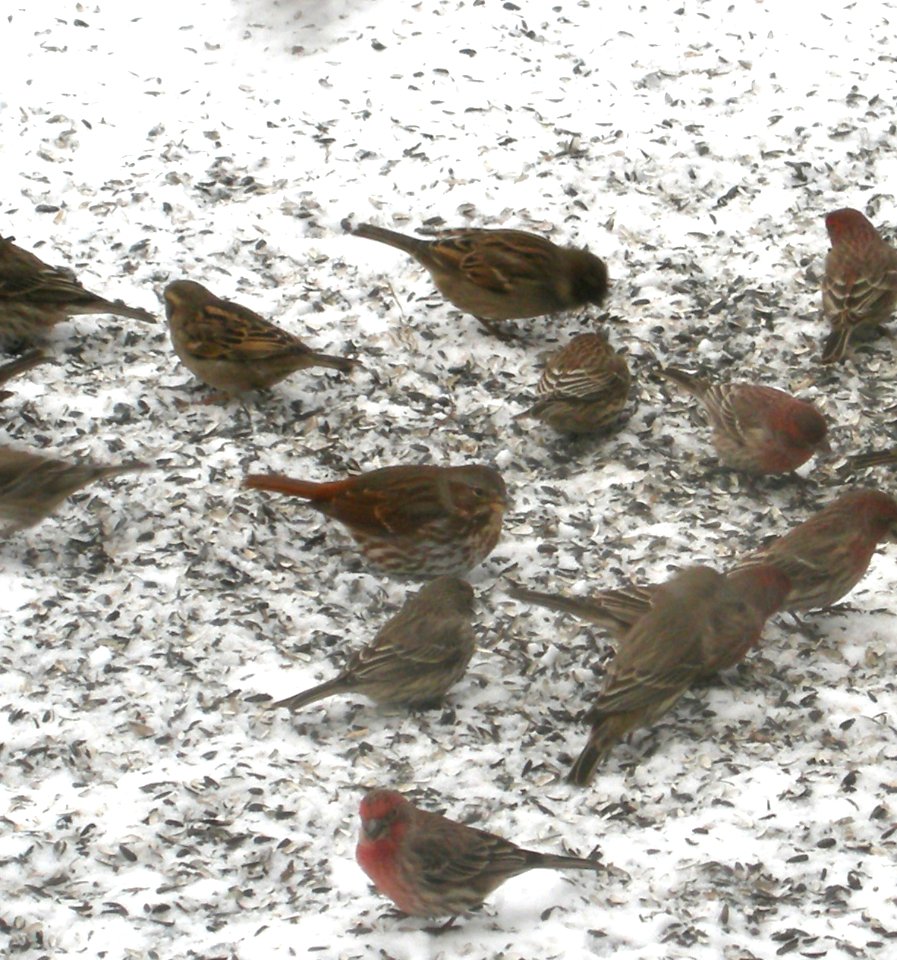 DSCN0430 c Fox Sparrow Kankakee IL 1-22-2014