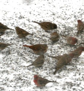 DSCN0430 c Fox Sparrow Kankakee IL 1-22-2014