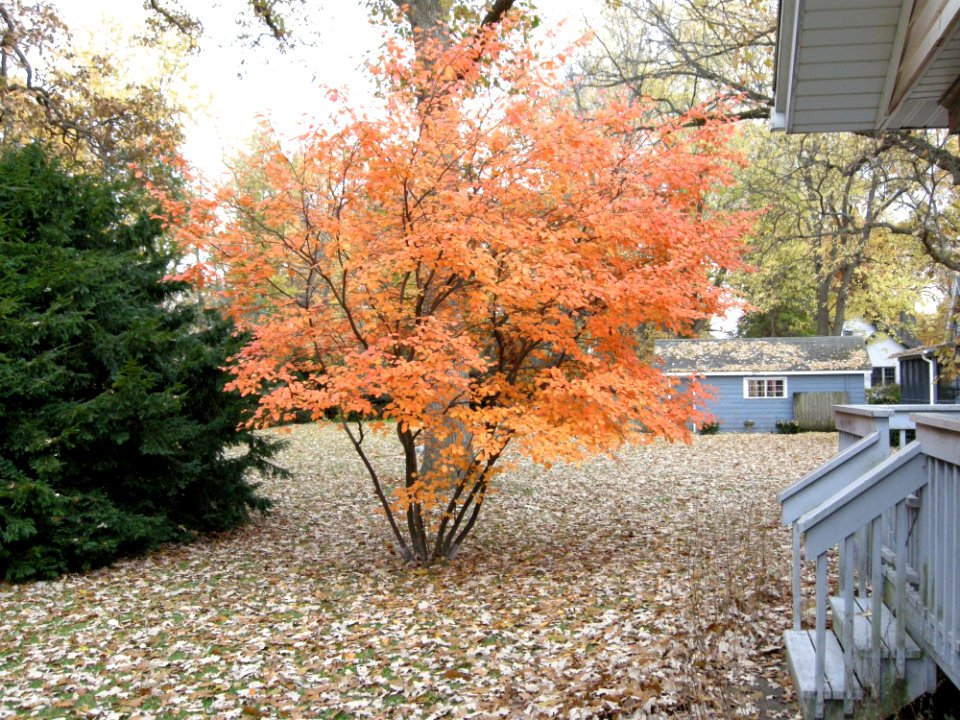 DSCN0042 Serviceberry Tree Kankakee IL 11-7-2013