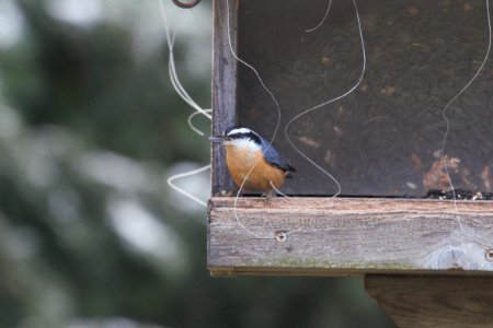 IMG 3213c Red-breasted Nuthatch Hse Kankakee IL 11-9-2018